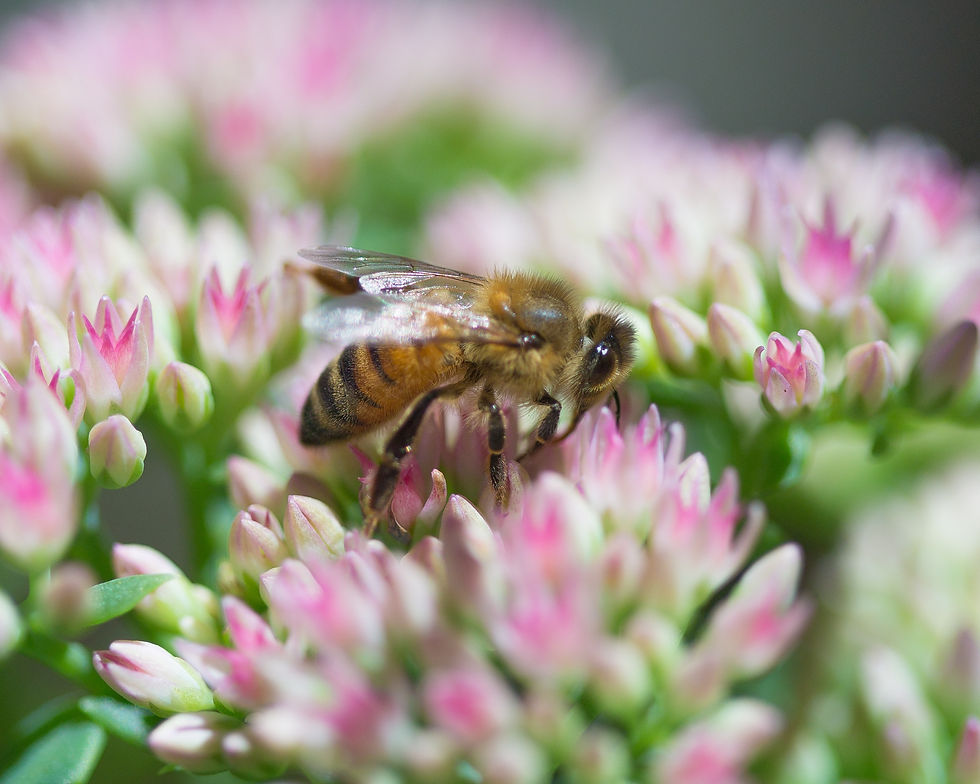 Bee hovering over flowers in a sunny garden, supporting pollinators in a pet-friendly backyard.