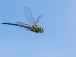 CELESTIAL FLIGHT