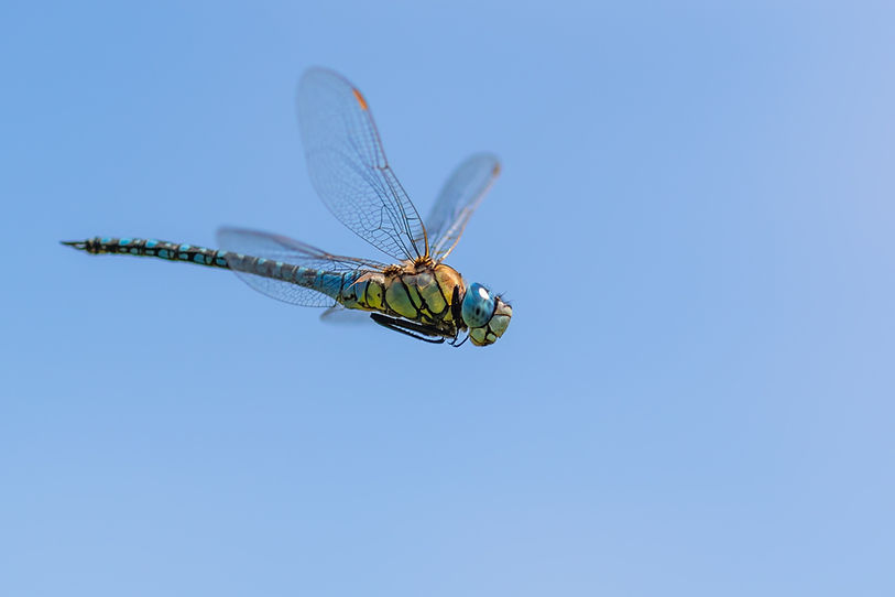 Image by Mathijs de Koning
