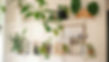 shelving with plant botanic decor