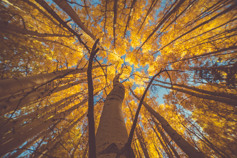 Image by Andrew Preble