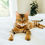 Thumbnail: bengal cat breeders - bagel cat- bengal cattery