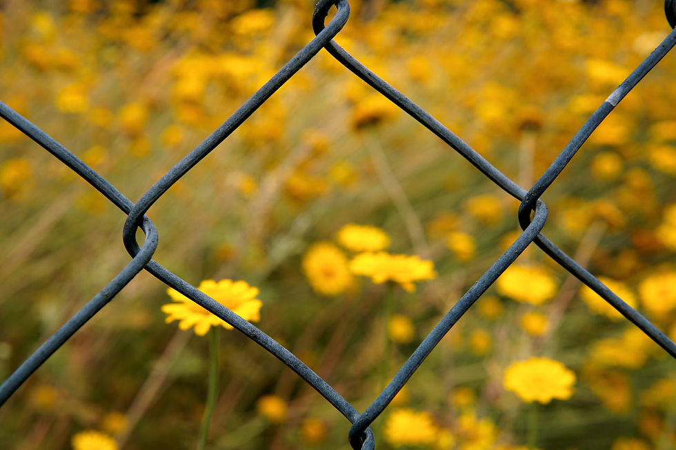 Fencing is crucial for a vegetable garden