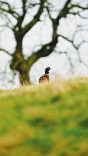 Bird Crime Remains a Challenge in North Yorkshire