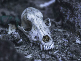 Bones of Wisdom: Madame Verveine Unearths the Ancient Art of Bone Throwing Divination
