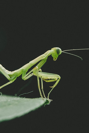 Image by Tao Yuan