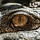 Image de Samuel Scrimshaw