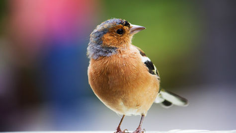 Birds