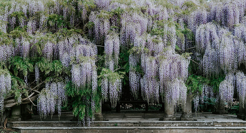 Wisteria Image by Annie Spratt