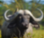 ree