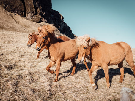 Les chevaux sauvages sous l'administration Biden
