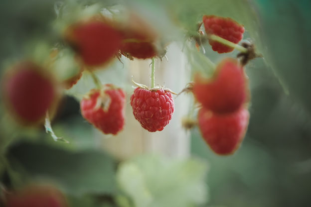 Image by Jametlene Reskp