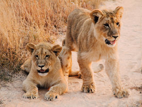 Why Tanzania is the Top Safari Destination in Africa?