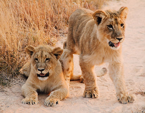 Lion