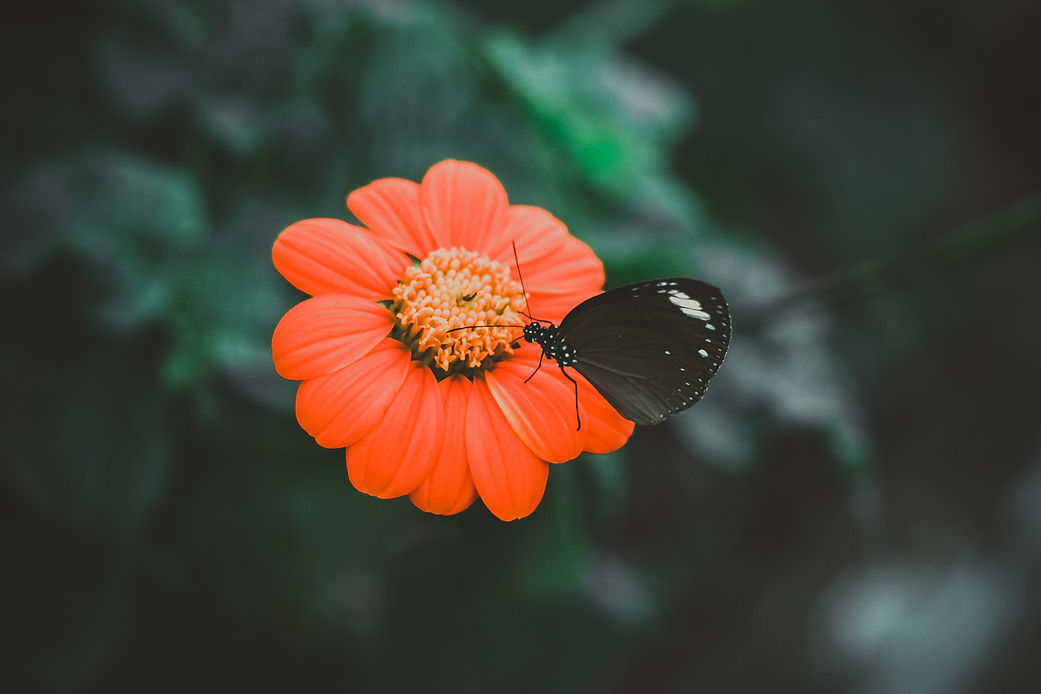 Image by hellojardo