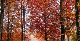 Newsletters for Oct. 2024