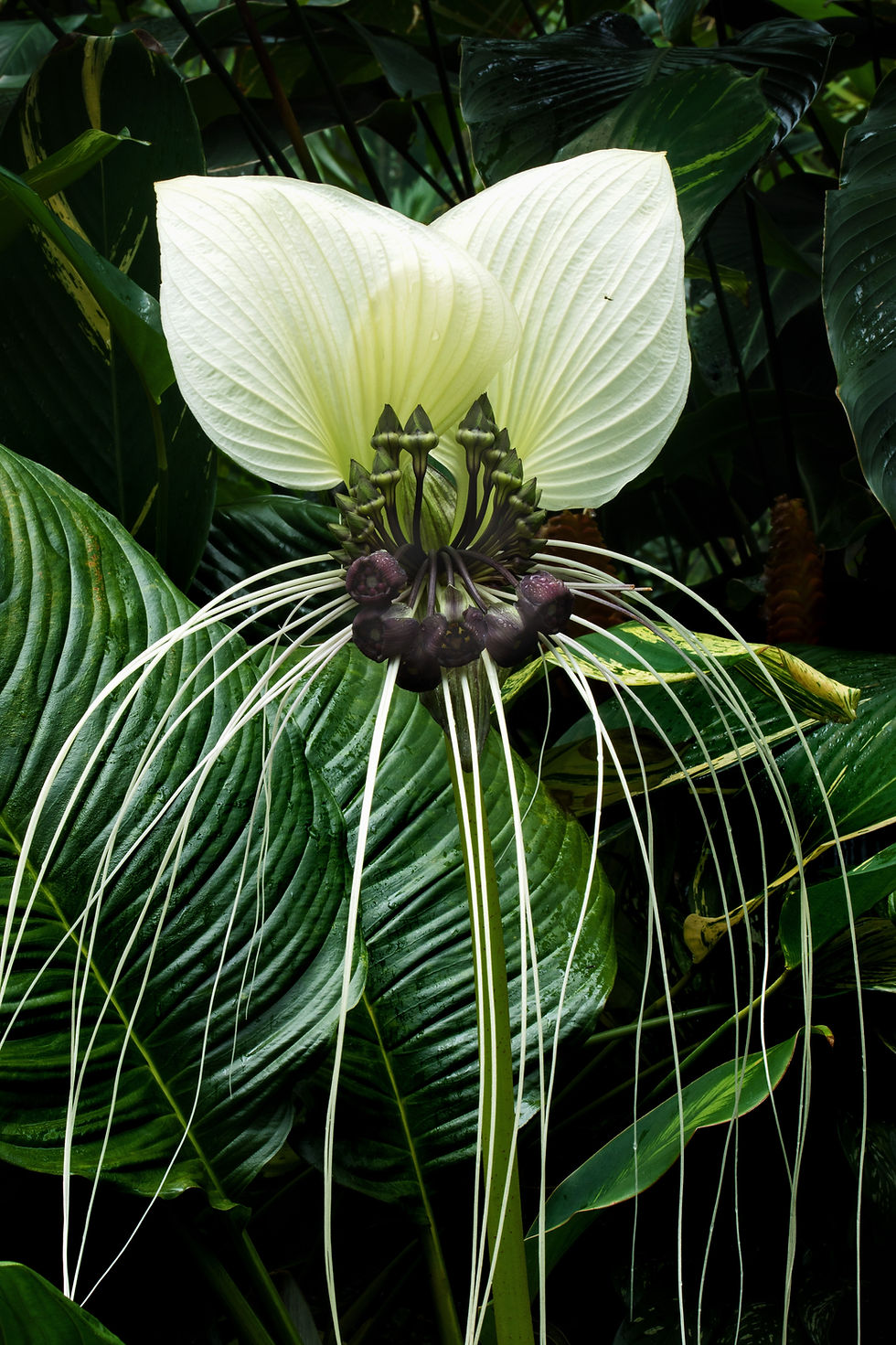 Tacca chantrieri "Nivea" White bat flower