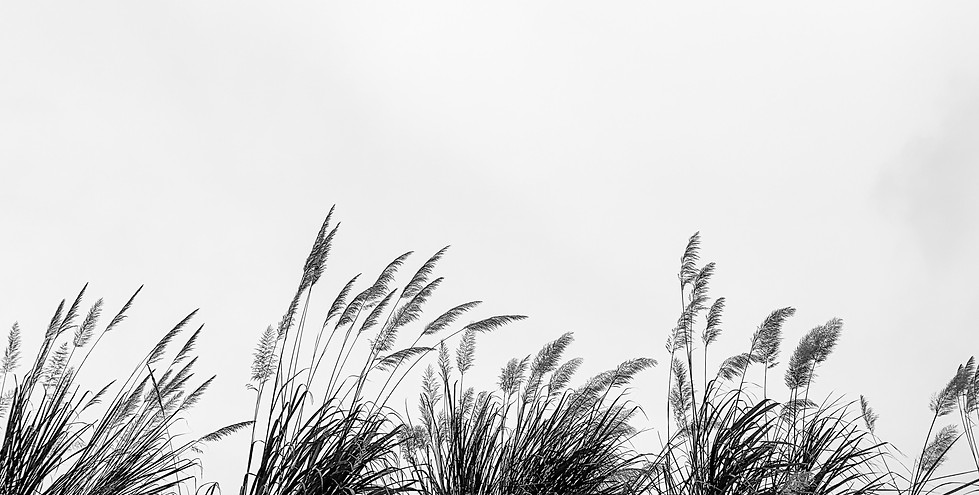 Image by Bao Menglong