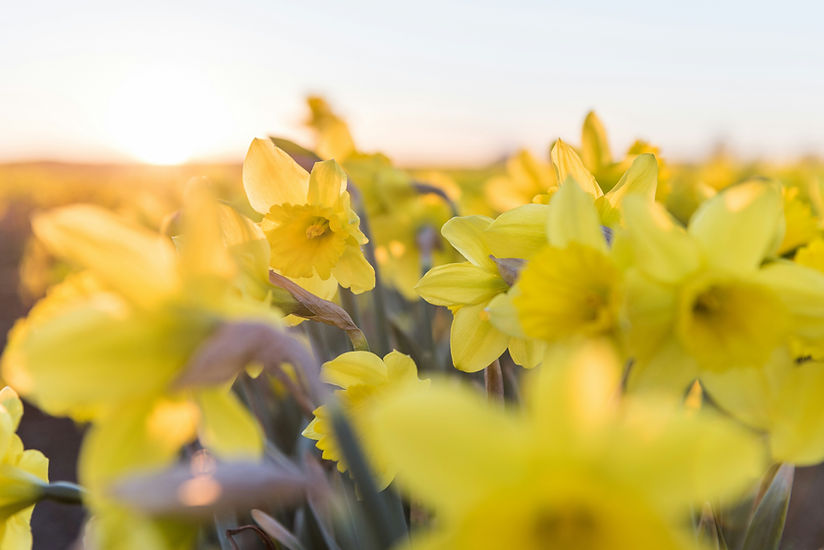 Image by Suzanne Rushton