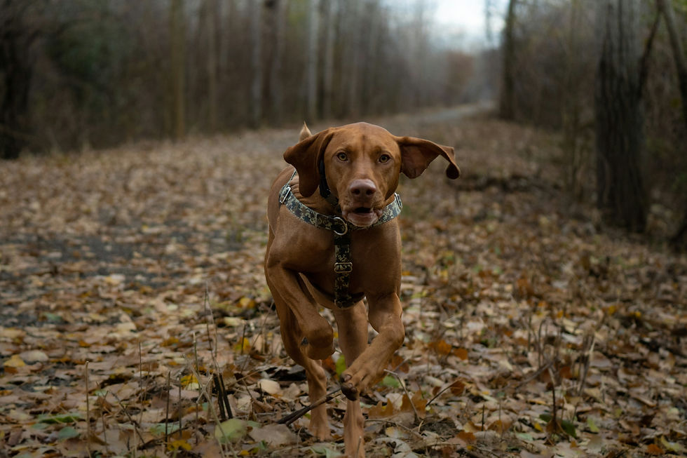 Ein Jagdhund im Herbstlaub