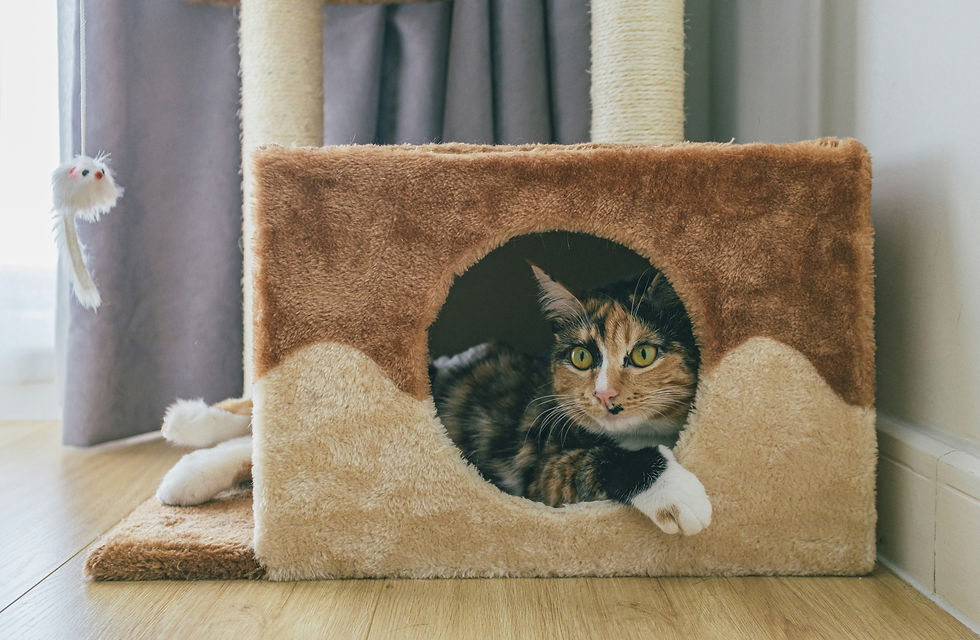 Cozy and safe space for a cat during fireworks