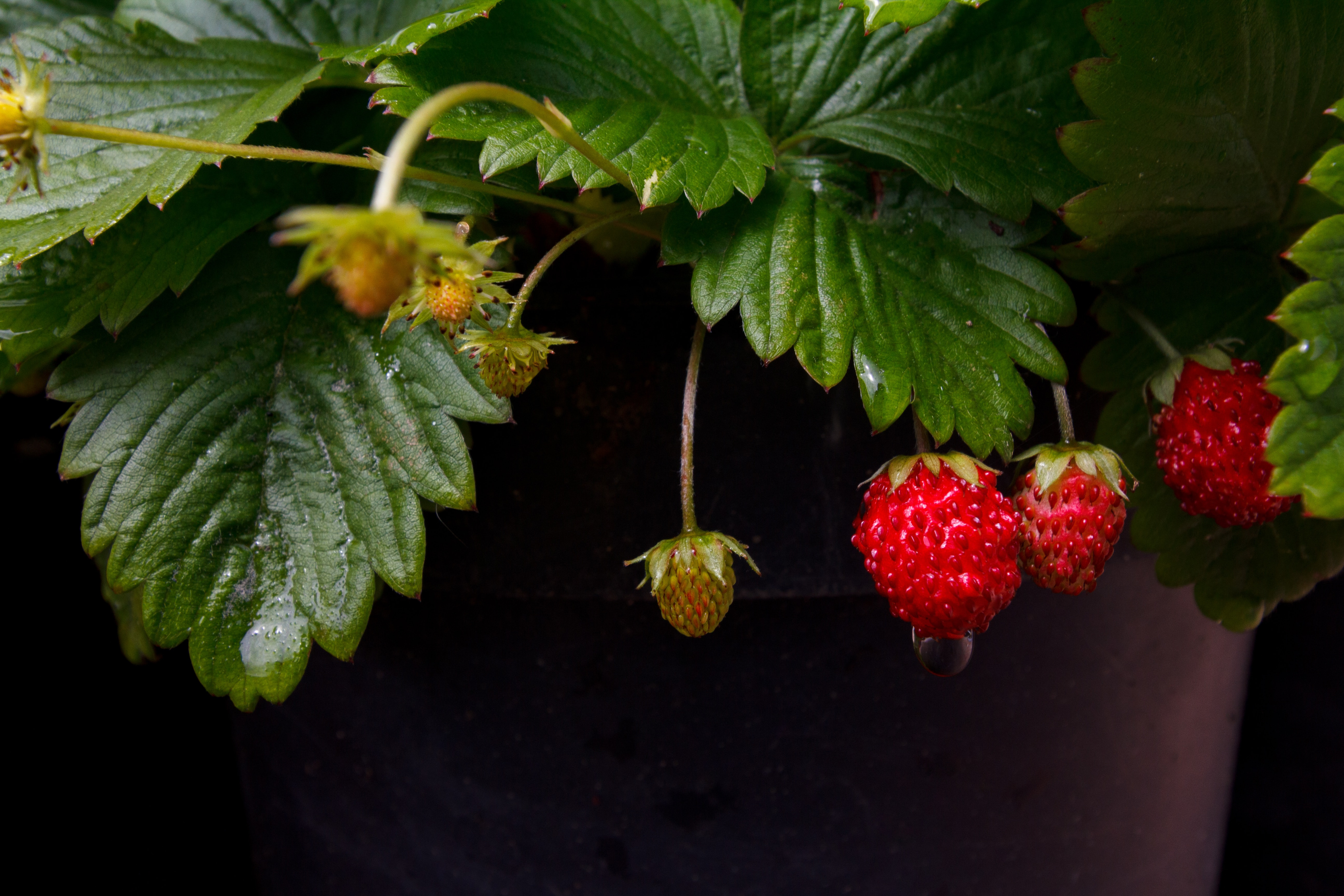 Red Raspberry Leaf Tincture