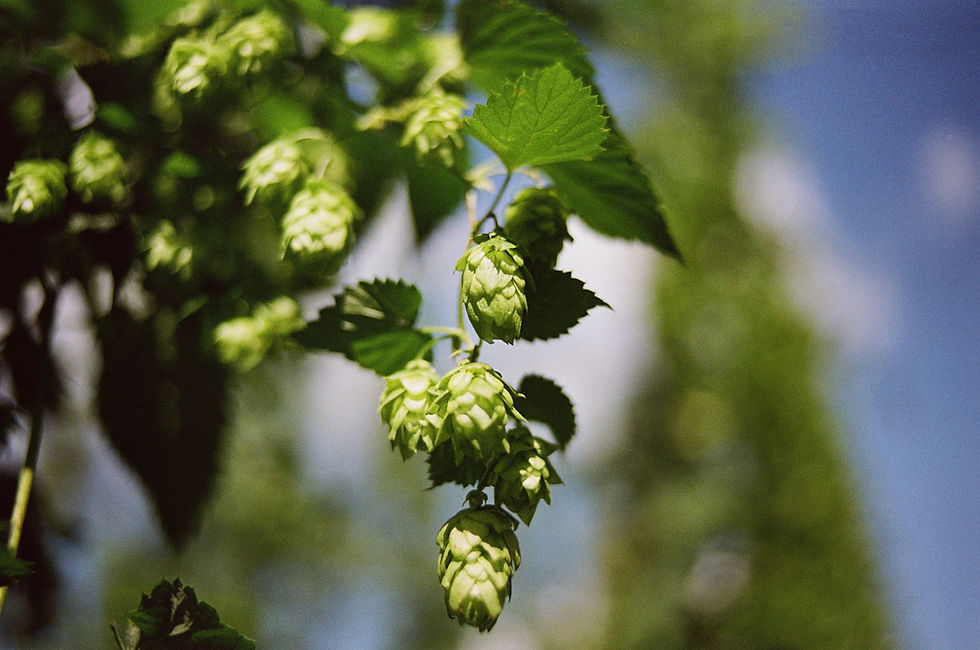 best breweries in Asheville - hops