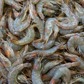 🍤 Tout savoir sur les gambas : origine, culture, marinades, cuissons, recettes et terroir du Gers
