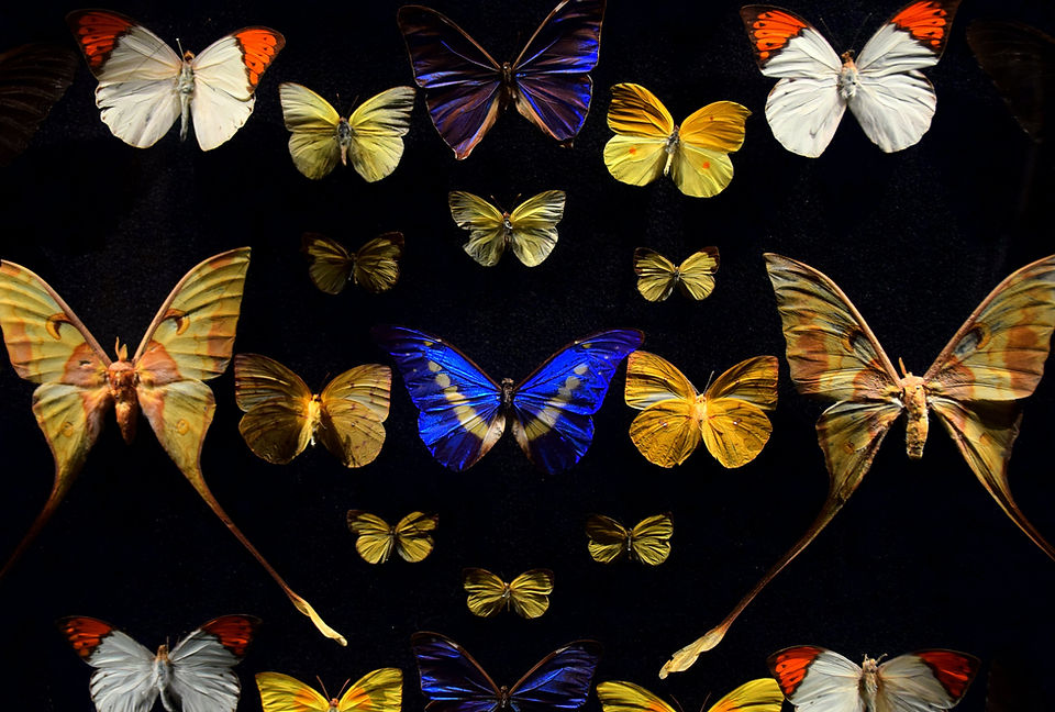 Image by Michael Jerrard