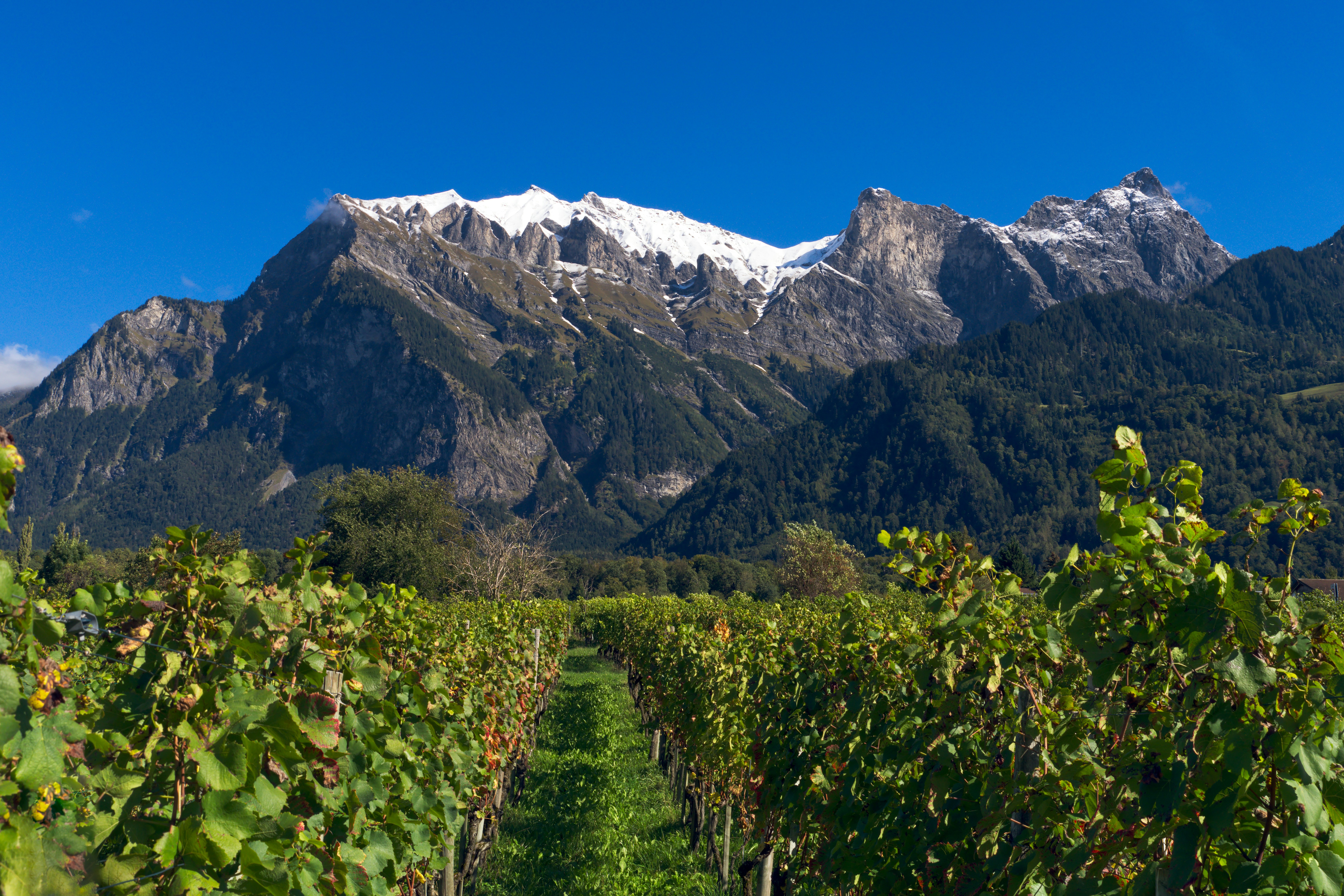 Image by Sven Wilhelm