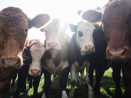 DEBUNKING THE MYTHS - VEGANISM