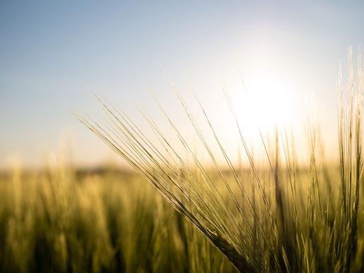 Wisdom Grows with Jesus