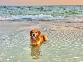 Understanding How Dogs Think & Learn
