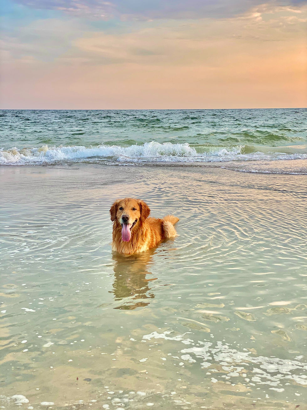 dog cooling off in the water because he is experiencing a heat condition