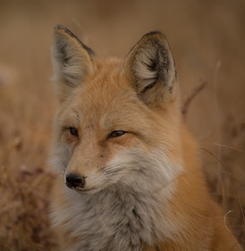 fox