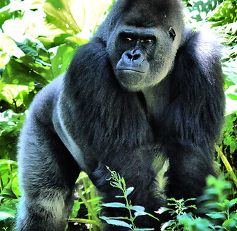 Get up close with African Wildlife