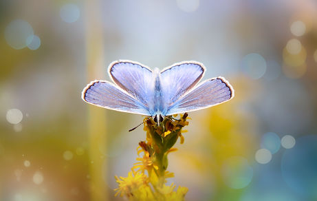 Image by Krzysztof Niewolny