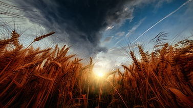 Image by Tom Hauk