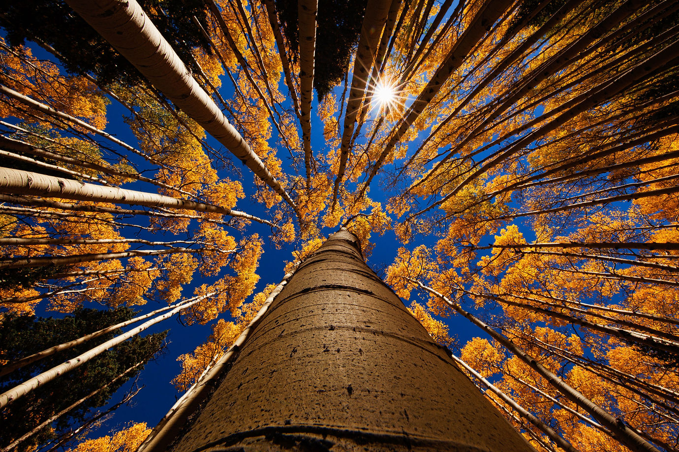 Image by Robert Murray