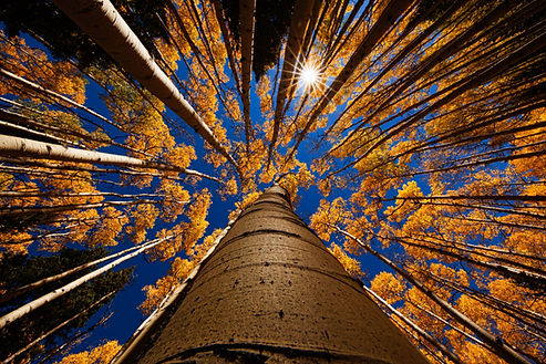 Image by Robert Murray