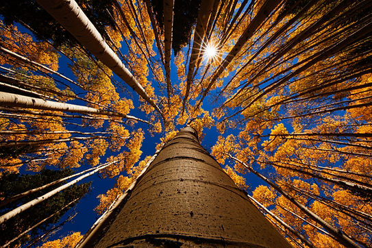 Image by Robert Murray
