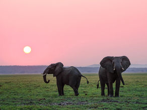 Soon the only remaining Elephant will be the ONE in the room if we don't act now