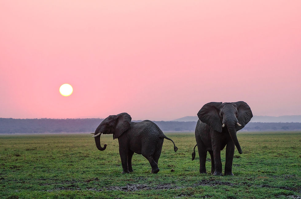 Two elephants at sunrise