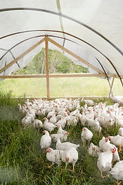 Multi-House Poultry Tracking & Batch Management Software