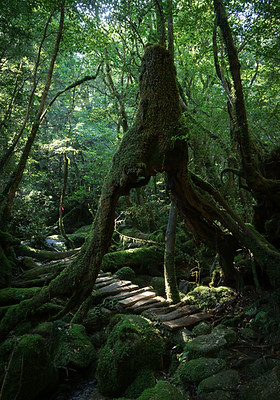 Image by Chinh Le Duc