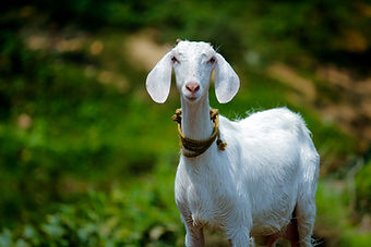 Image by Nandhu Kumar