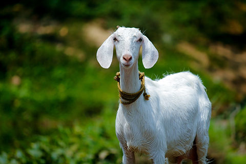 Image by Nandhu Kumar