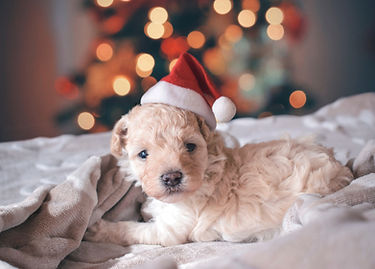 puppy at christmas