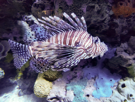 Zebrafish: Mô hình tiên phong trong nghiên cứu độc tính cadmium và hướng điều trị mới