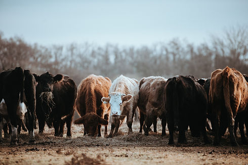 Image by Annie Spratt